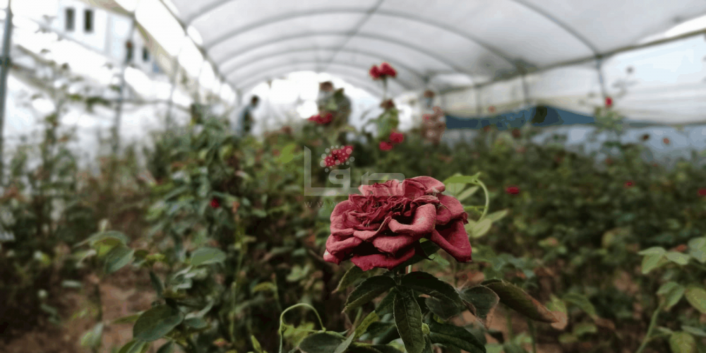 WhatsApp Image 2020-09-29 at 12.00.18 PM