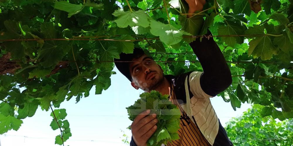 WhatsApp Image 2022-05-31 at 8.41.44 AM