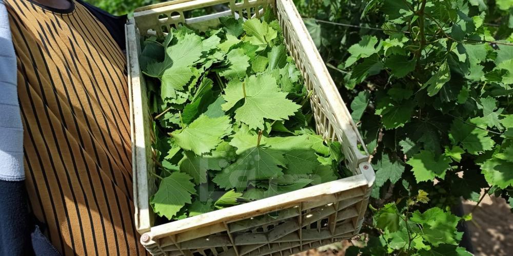 WhatsApp Image 2022-05-31 at 8.42.20 AM