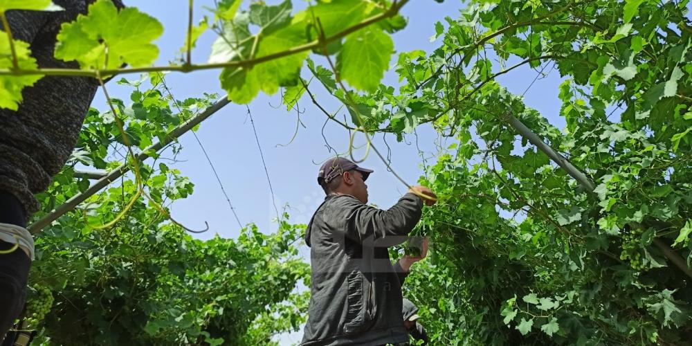 WhatsApp Image 2022-05-31 at 8.41.43 AM (1)