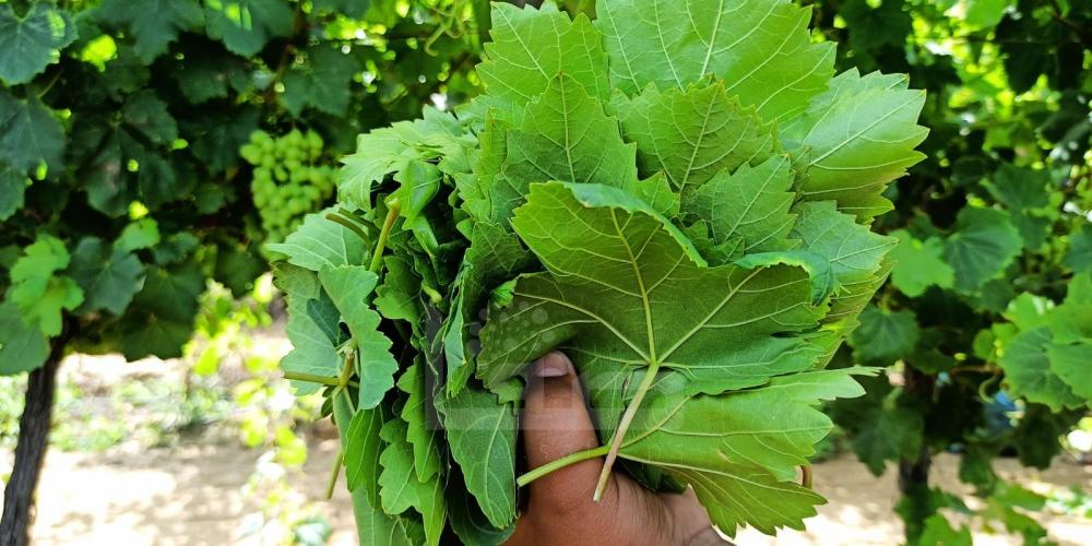 WhatsApp Image 2022-05-31 at 8.41.41 AM