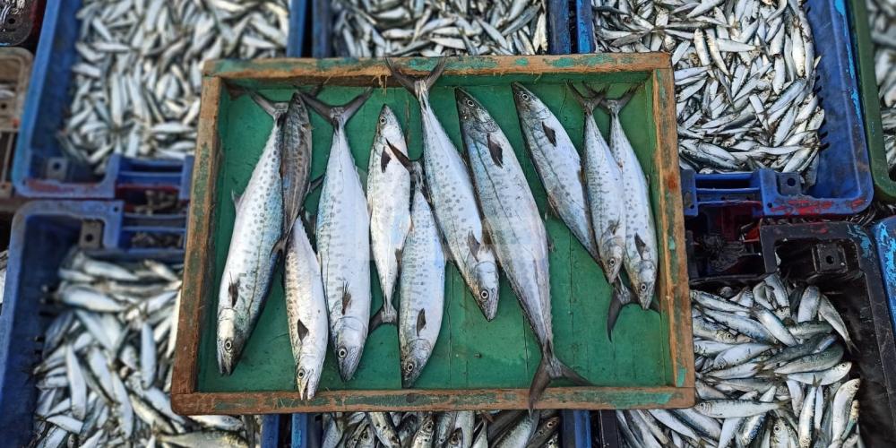 WhatsApp Image 2022-10-27 at 9.59.54 AM (1)