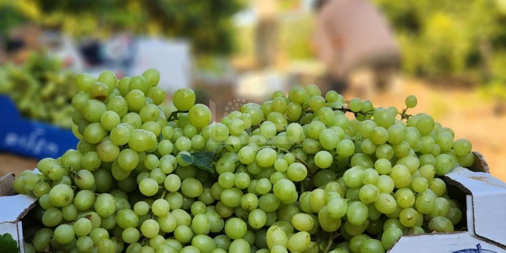 WhatsApp Image 2023-07-11 at 9.31.47 AM