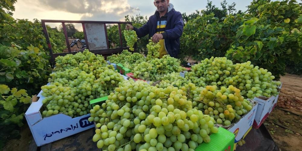 WhatsApp Image 2023-07-11 at 9.31.48 AM (1)