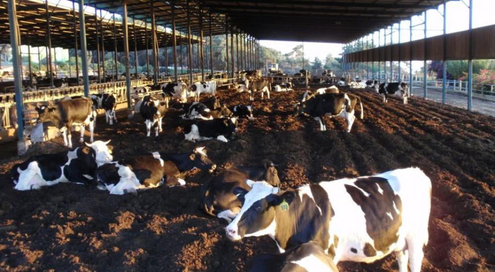 افتراس كلاب قادمة من قطاع غزة لأكثر من 350 عجلًا