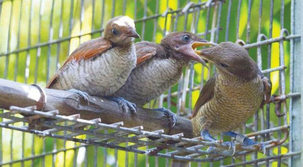 طيور ملك نيبال المخلوع