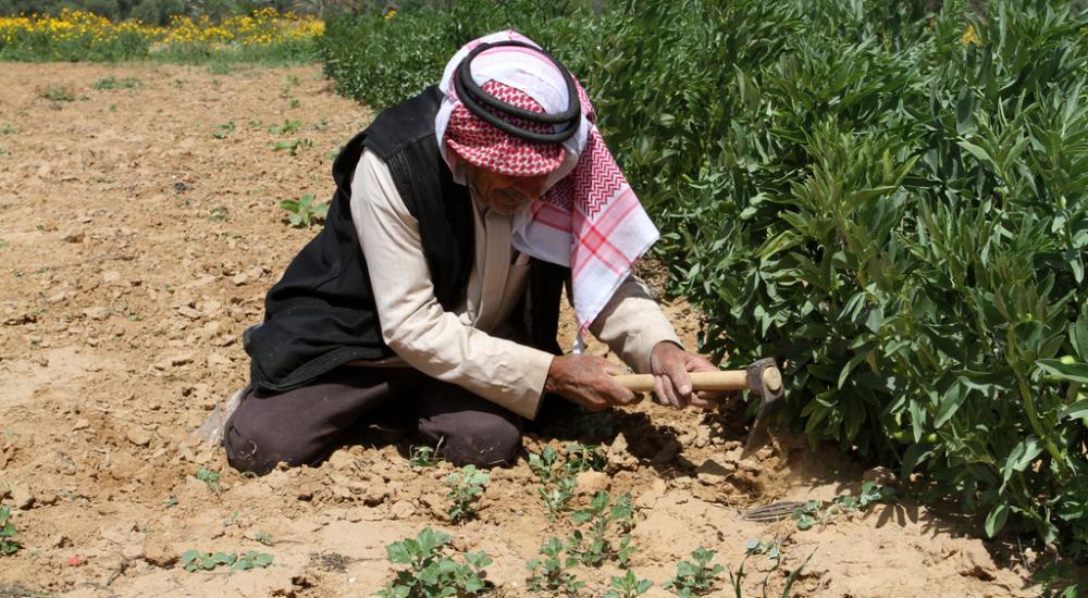 مزارع في بلدة عبسان - الحدود الشرقية لخانيونس