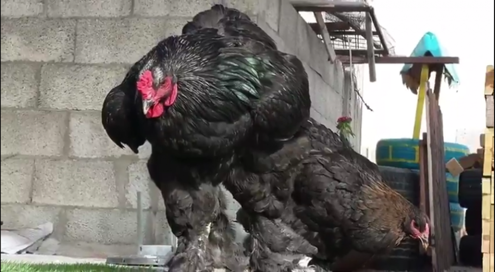 28458933_945636618935672_1232305070_n