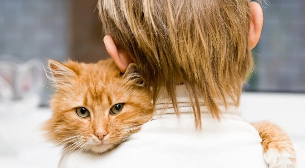 الطفيليات يمكن أن تنتقل إلى الإنسان من براز القطط