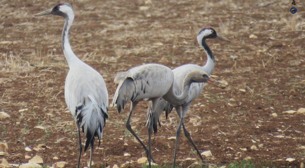 مرج ابن عامر يستضيف العديد من الطيور المهاجرة6