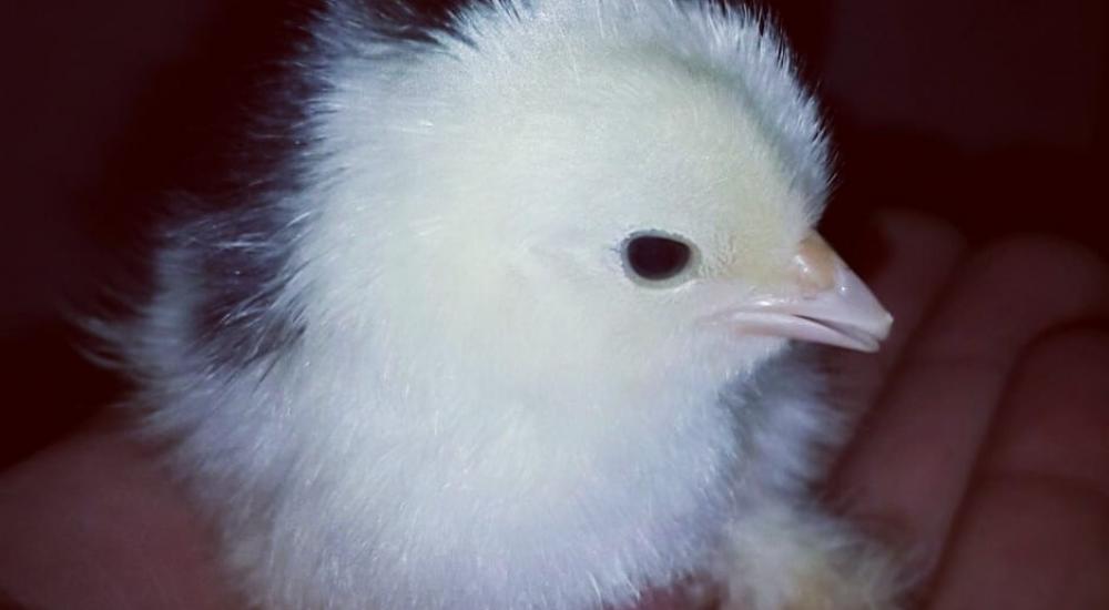 23905447_415631625520734_4633508957755396604_n