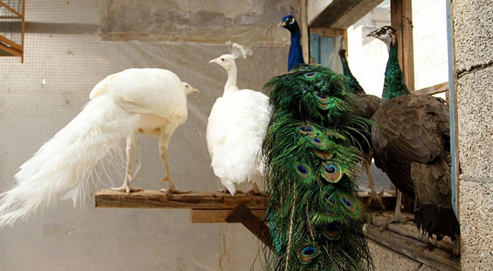 11209665_1056604314381988_3748759100568841886_n