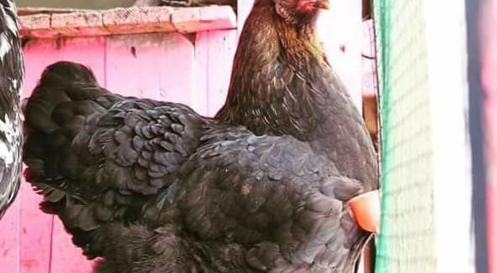 28383283_945636635602337_1649597723_n