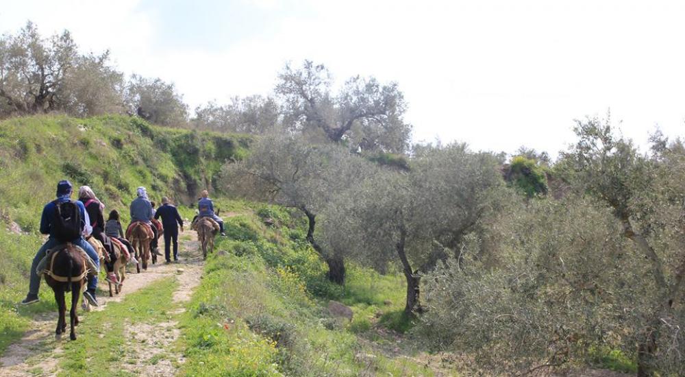 جولات الحمير.. سياحة بنكهة الريف الفلسطيني