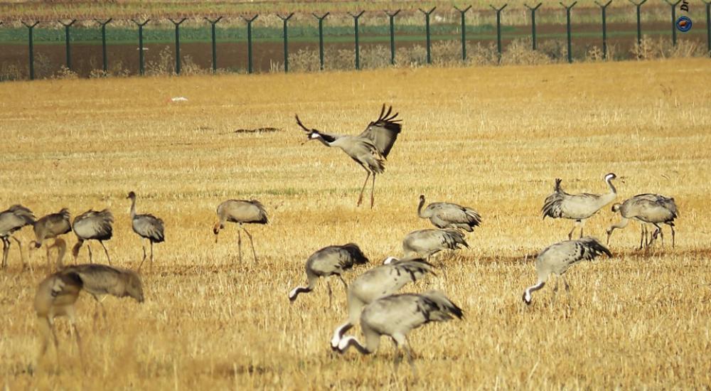 مرج ابن عامر يستضيف العديد من الطيور المهاجرة3