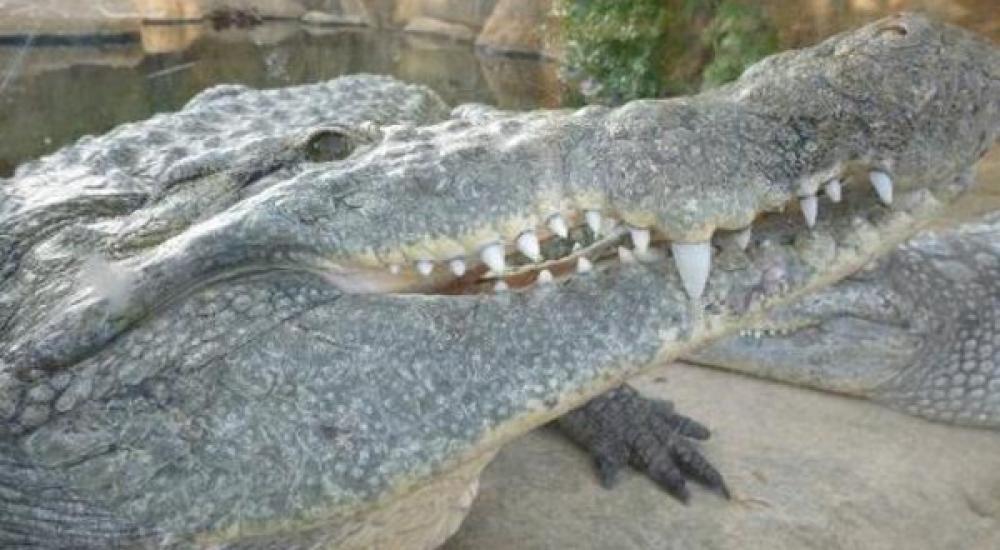 7c0b623a-02c7-4a05-9bbb-81b0205f5972_16x9_600x338