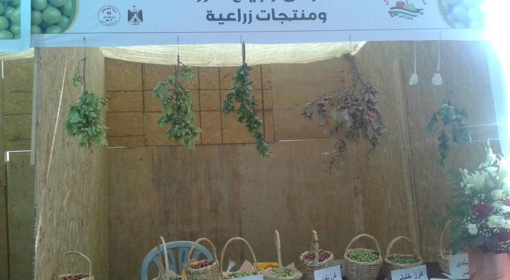 مهرجان الكرز 3