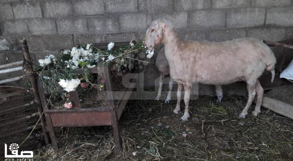 WhatsApp Image 2020-04-16 at 4.17.26 PM