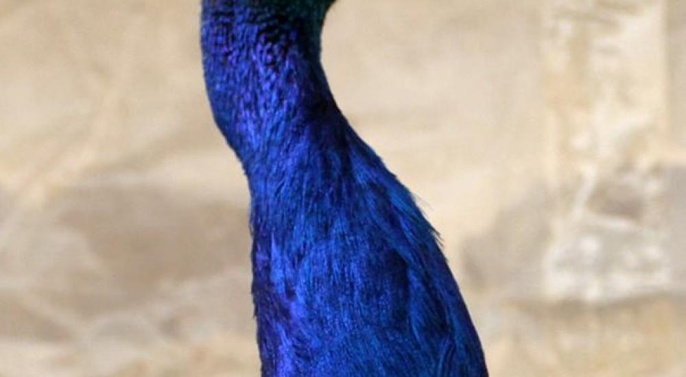 11203162_1056604254381994_8027188551488773207_n