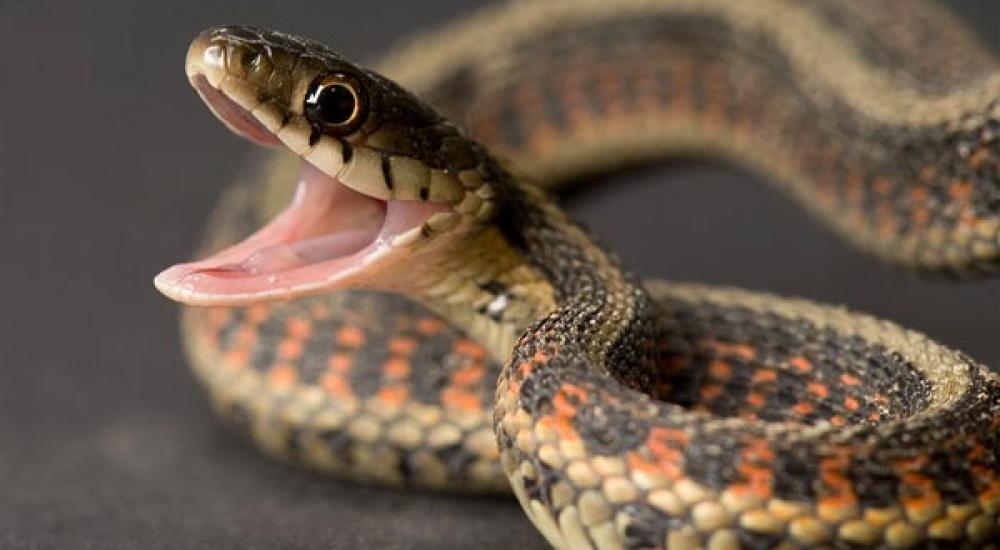 تربع الثعابين والأفاعي على قمة أي قائمة تضم أكثر الحيوانات السامة 