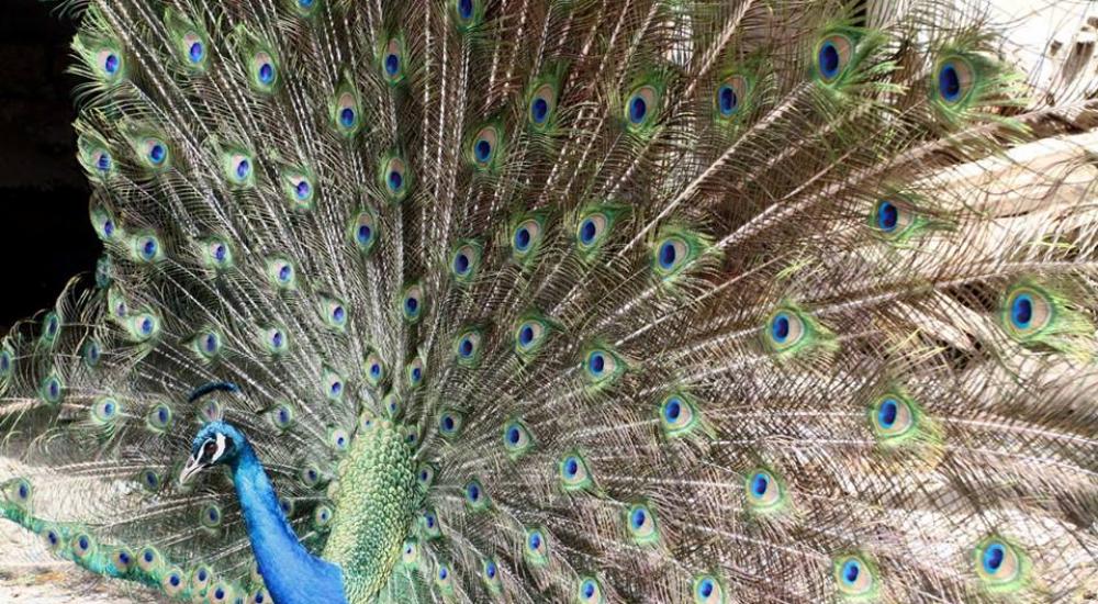 11203159_1056604281048658_7079452545543547397_n