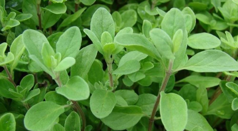 البردقوش.. عشبة طبية