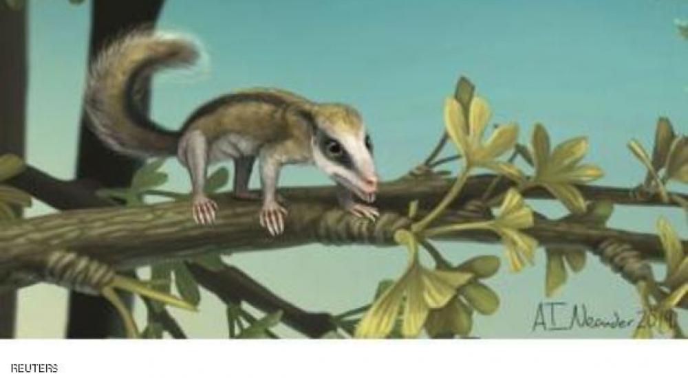 صور أصدرتها جامعة شيكاغو عن الثدييات المبكرة