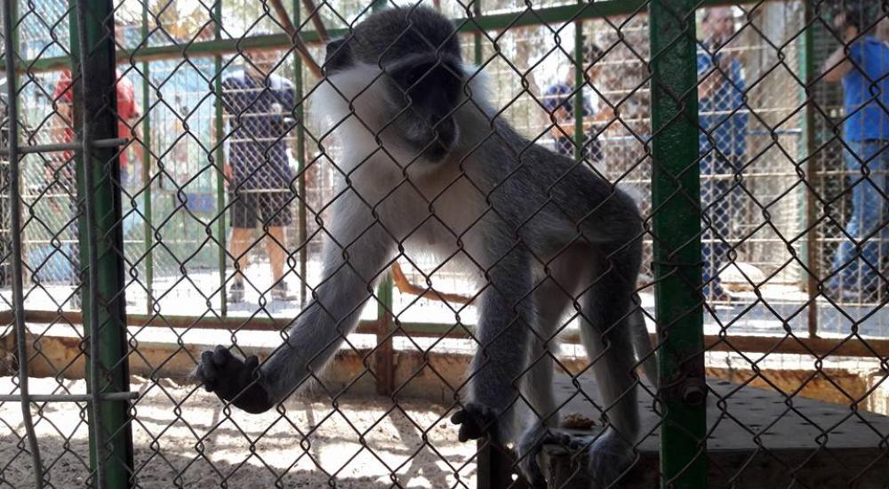 14067684_1154685821257115_6570596111937640463_n