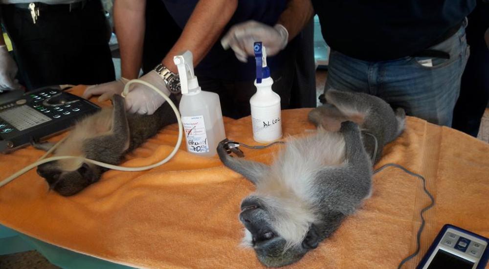 14117785_1154685281257169_5717716858804825753_n