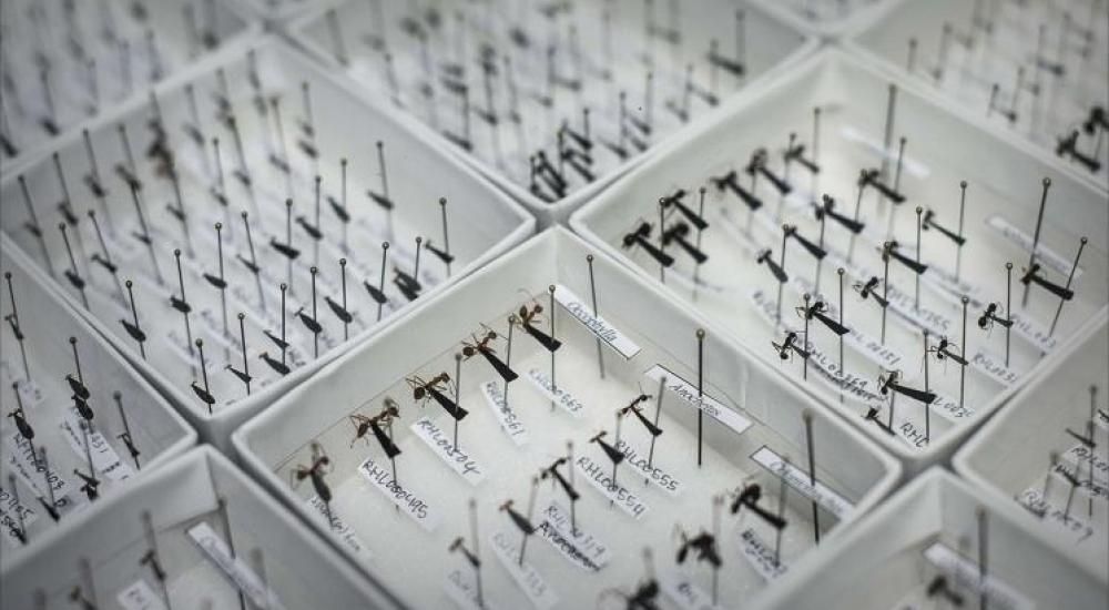 بعض فصائل النمل بجامعة هونغ كونغ (غيتي)