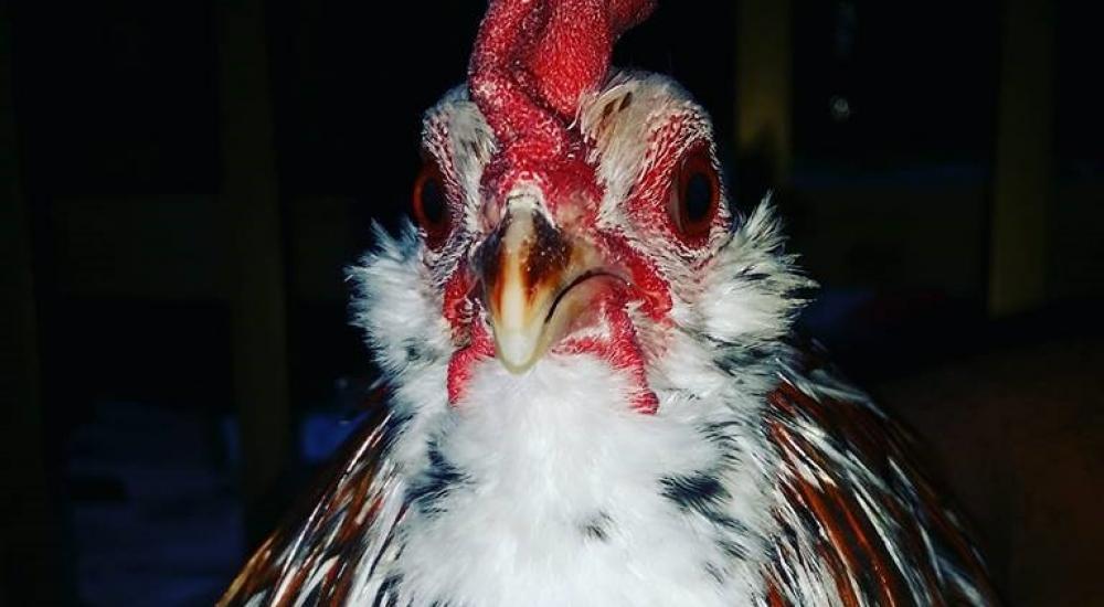 25593839_427929534290943_3906461034303798212_n