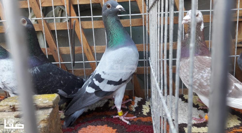 14745de1-f67c-49c1-80f5-5b808feac2d8