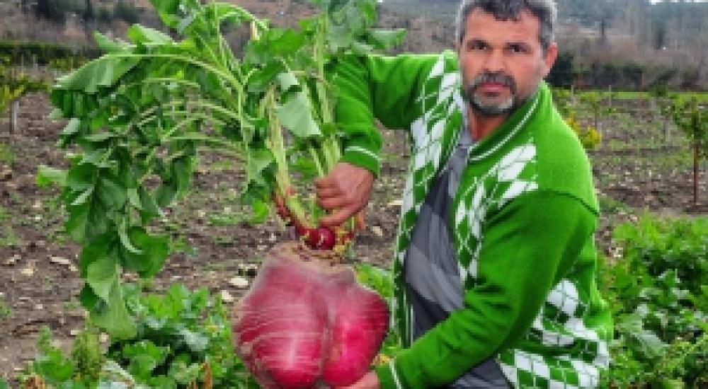 المزارع التركي يحمل الفجلة