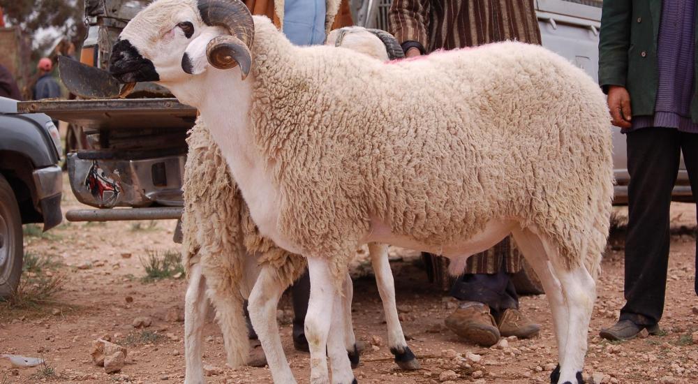 223141-هذه هي مواصفات خروف العيد