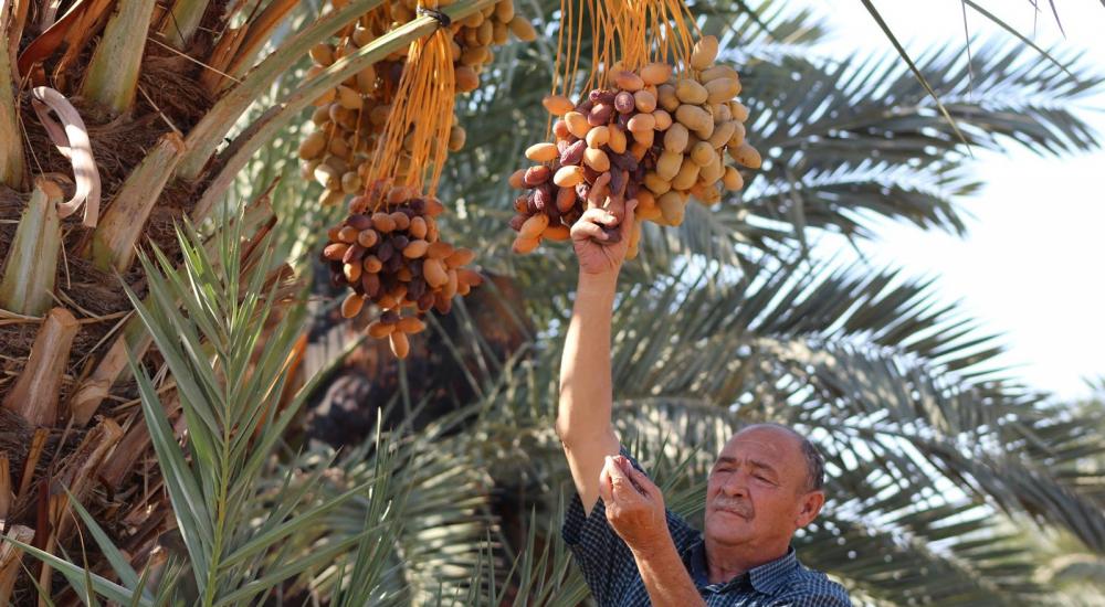 تعلن إدراج نخلة التمر الفلسطينية على لائحة التراث الثقافي غير المادي لليونسكو