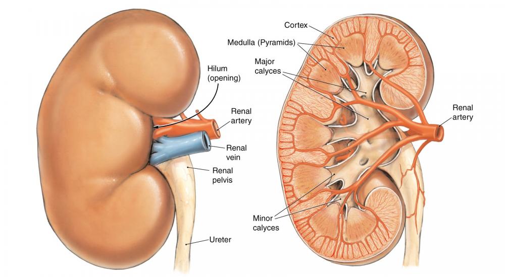 المحافظة على كليه نظيفة
