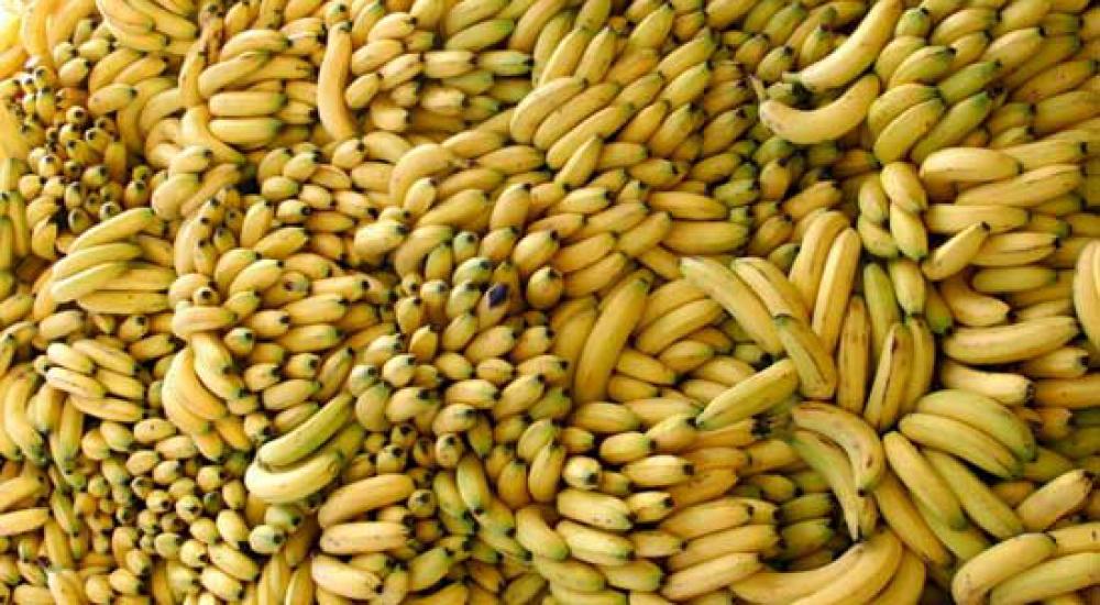 تمرة الموز (الارشيف)