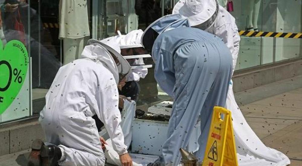 لم يتضح ما الذي تسبب في هياج النحل وتحوله إلى هذا السلوك العدواني 