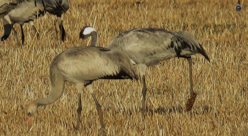 مرج ابن عامر يستضيف العديد من الطيور المهاجرة