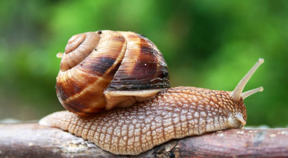 Snail-can-reach-from-0.04-inch-to-12-inches