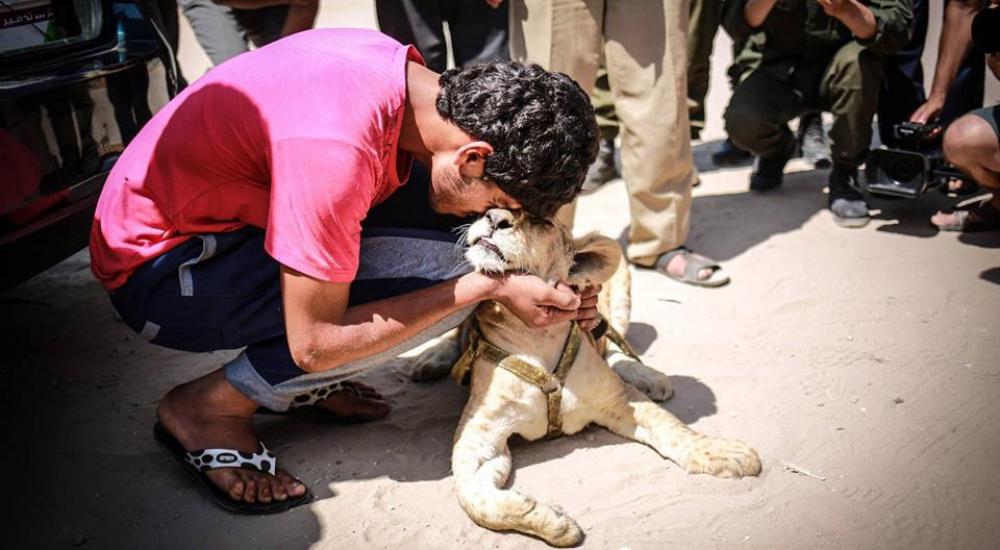 الشاب الفلسطيني حزين على فراق الشبلين