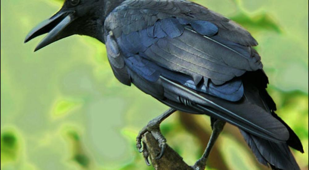 طائر الغراب