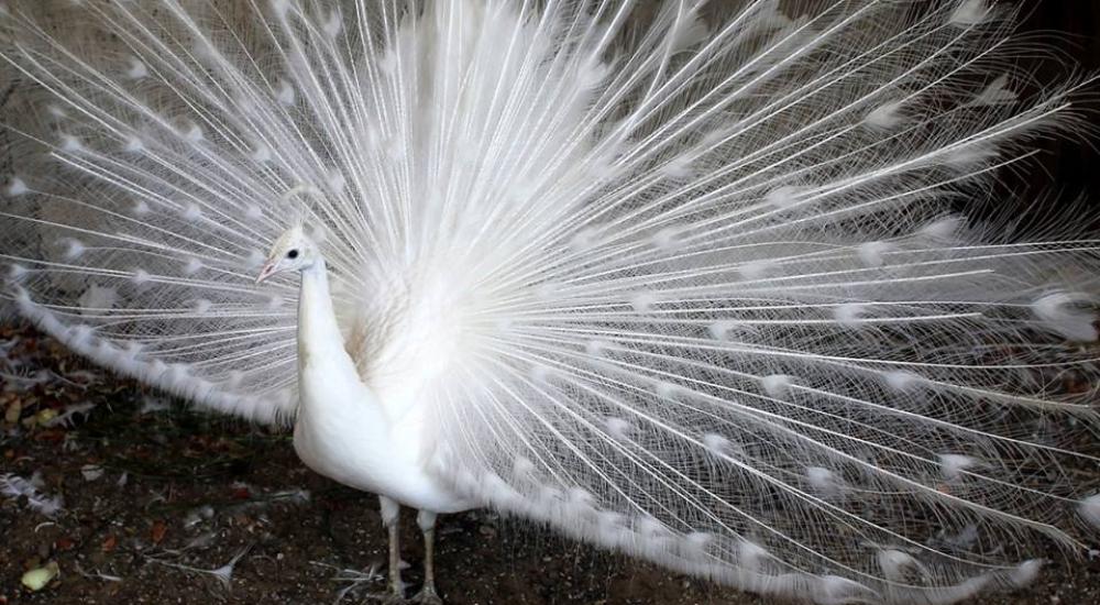 10404197_1056604294381990_477040458817022752_n