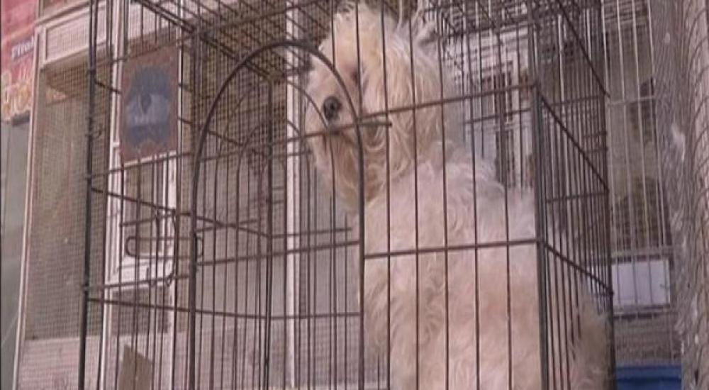 قرار وشيك لحماية الحيوان