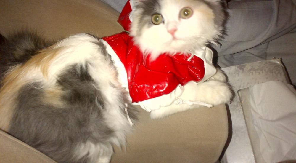 قطط تتنافس على ملكة جمال العالم