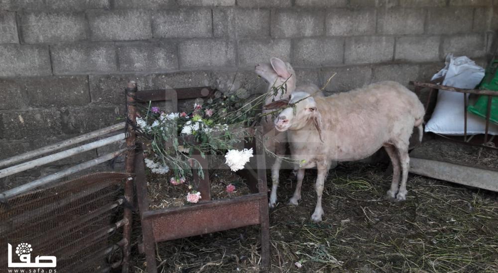 WhatsApp Image 2020-04-16 at 4.17.27 PM