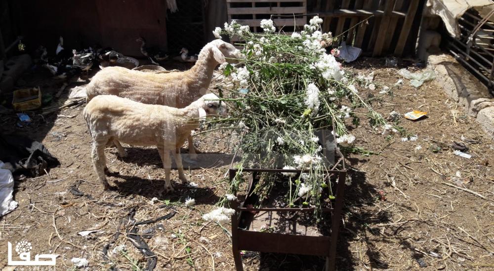 WhatsApp Image 2020-04-16 at 4.17.44 PM