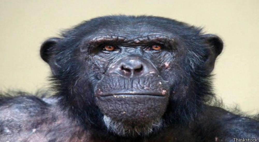  قدمت الباحثة إلى تلك القردة صناديق بلاستيكية بداخلها العديد من الأطباق المسطحة