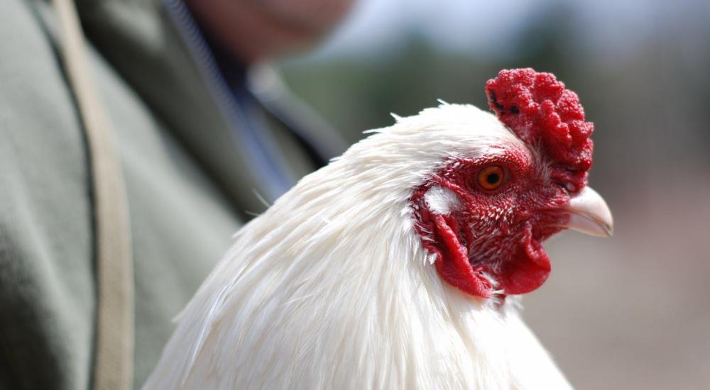  الإضاءة التقليدية تضر بنفسية الطيور وتزيدها توترا