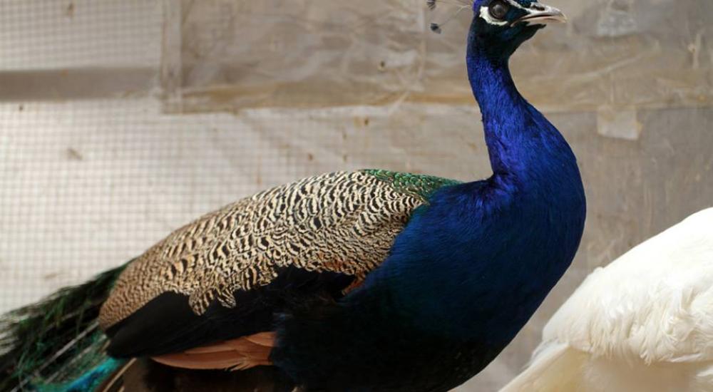 11059658_1056604257715327_4987546052495048670_n